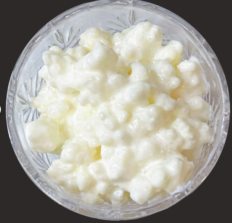 Milk kefir grains