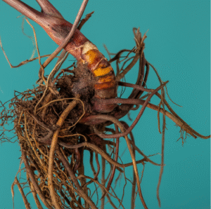 Supplements for Menopause: Natural Support for Your Body